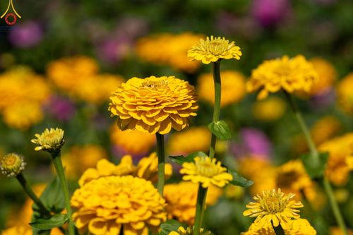 ภาพ No.188298:บรรยากาศ ทุ่งสวรรค์หรรษาพนาวัฒน์ ณ สวนพนาวัฒน์ อ.ฮอด จ.เชียงใหม่ เปิดให้เข้าชมฟรี ระหว่างวันที่ 28 ธันวาคม พ.ศ. 2567 ถึง วันที่ 3 มกราคม พ.ศ. 2568 เวลา 08.00-17.00 น.