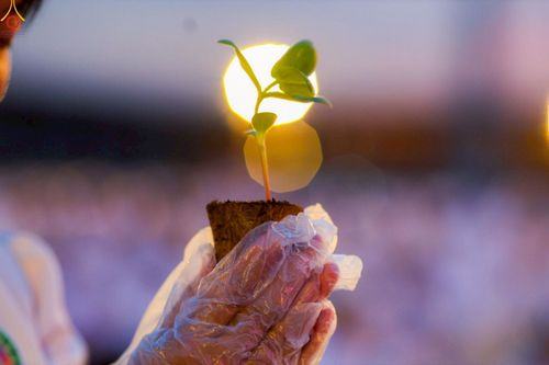 ภาพ No.253005:วันที่ 10 ตุลาคม พ.ศ. 2568 พิธีปลูกต้นทรัพย์บานชื่น ณ ลานธรรม วัดพระธรรมกาย