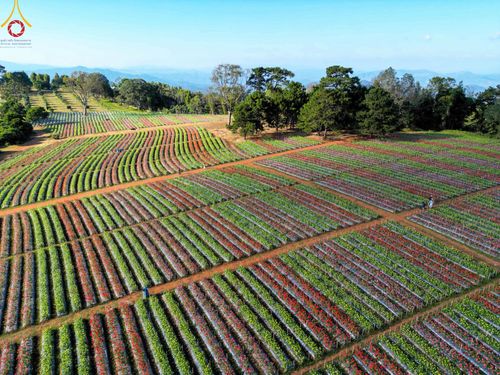ภาพ No.104299:บรรยากาศ ทุ่งดอกทรัพย์บานชื่น ณ สวนพนาวัฒน์ อ.ฮอด จ.เชียงใหม่ ช่วงระหว่างวันที่ 20 - 25 ธันวาคม พ.ศ. 2566