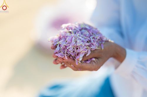 ภาพ No.116588:พิธีต้อนรับพระธรรมยาตรา ปีที่ 12 ณ อนุสรณ์สถานบางปลา จ.นครปฐม วันที่ 21 มกราคม พ.ศ. 2567