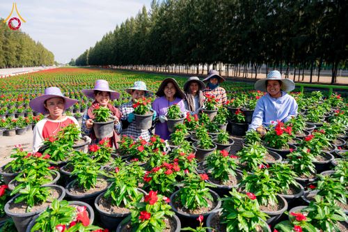 ภาพ No.285320:วันพุธที่ 10 ธันวาคม พ.ศ.2568  การเตรียมความพร้อมในโครงการธรรมยาตรา กตัญญูบูชา มหาปูชนียาจารย์ พระมงคลเทพมุนี(สด จนฺทสโร) พระผู้ปราบมาร อนุสรณ์สถาน 7 แห่ง ปีที่ 14 เก็บดอกเบญจทรัพย์ ณ วัดพระธรรมกาย