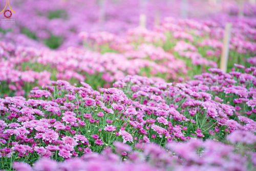 ภาพ No.66617:สาธุชนรับบุญตัดดอกทรัพย์บานชื่น ระหว่างวันที่ 9-10 ธันวาคม พ.ศ. 2565 ณ วัดพระธรรมกาย