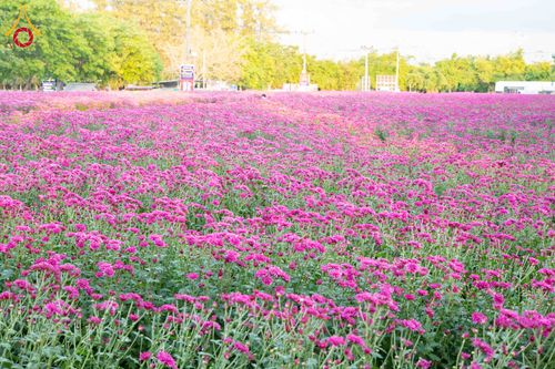 ภาพ No.279407:วันที่ 19-26 ธันวาคม พ.ศ. 2568 และ วันที่ 1 มกราคม พ.ศ.2569 รับบุญปลิดกลีบดอกไม้ เพื่อโปรยต้อนรับพระธรรมยาตรา