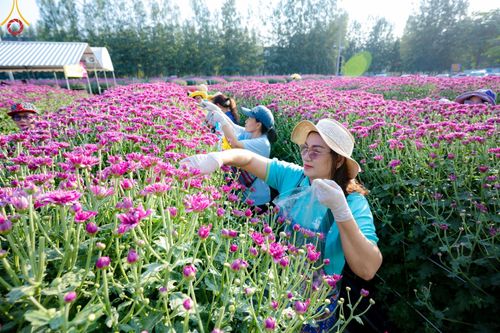 ภาพ No.186298:จิตอาสาอนุรักษ์สิ่งแวดล้อม รับบุญเก็บดอกเบญจทรัพย์ เพื่องานต้อนรับพระธรรมยาตรา ณ "ทุ่งสวรรค์ ตะวันฉาย" วัดพระธรรมกาบ วันที่ 22 ธันวาคม พ.ศ. 2567