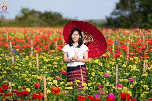 ภาพ No.104337:บรรยากาศ ทุ่งดอกทรัพย์บานชื่น ณ สวนพนาวัฒน์ อ.ฮอด จ.เชียงใหม่ ช่วงระหว่างวันที่ 20 - 25 ธันวาคม พ.ศ. 2566