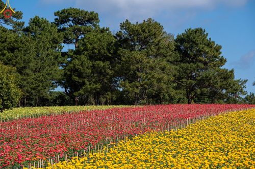 ภาพ No.188321:บรรยากาศ ทุ่งสวรรค์หรรษาพนาวัฒน์ ณ สวนพนาวัฒน์ อ.ฮอด จ.เชียงใหม่ เปิดให้เข้าชมฟรี ระหว่างวันที่ 28 ธันวาคม พ.ศ. 2567 ถึง วันที่ 3 มกราคม พ.ศ. 2568 เวลา 08.00-17.00 น.