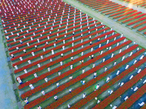 ภาพ No.280948:วันที่ 28 ธันวาคม พ.ศ.2568 กิจกรรมเก็บดอกแพงรวย ณ ทุ่งสวรรค์ตะวันฉาย วัดพระธรรมกาย