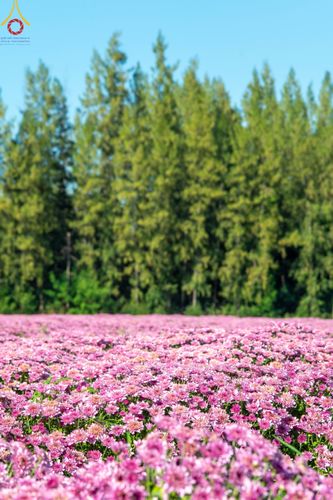 ภาพ No.103987:สาธุชนร่วมรับบุญเก็บดอกเบญจทรัพย์ ในวันอาทิตย์ที่ 24 ธันวาคม พ.ศ. 2566 ณ ทุ่งสวรรค์ตะวันฉาย บริเวณวัดพระธรรมกาย จ.ปทุมธานี