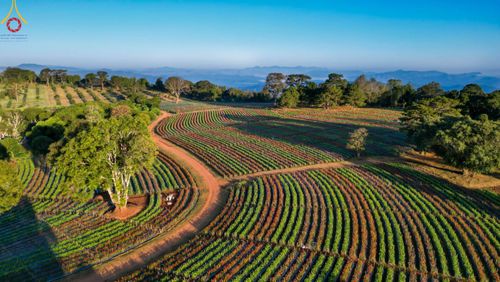 ภาพ No.104304:บรรยากาศ ทุ่งดอกทรัพย์บานชื่น ณ สวนพนาวัฒน์ อ.ฮอด จ.เชียงใหม่ ช่วงระหว่างวันที่ 20 - 25 ธันวาคม พ.ศ. 2566