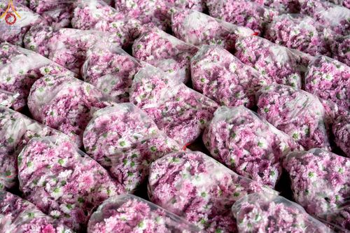 ภาพ No.187247:สาธุชน เจ้าหน้าที่ ร่วมบุญปลิดกลีบดอกไม้ เพื่อโปรยต้อนรับพระธรรมยาตรา ตั้งแต่วันที่ 26 ธันวาคม พ.ศ. 2567 ณ วิหารคด 31 วัดพระธรรมกาย