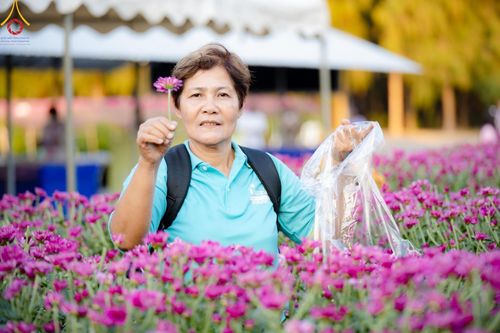 ภาพ No.186265:จิตอาสาอนุรักษ์สิ่งแวดล้อม รับบุญเก็บดอกเบญจทรัพย์ เพื่องานต้อนรับพระธรรมยาตรา ณ "ทุ่งสวรรค์ ตะวันฉาย" วัดพระธรรมกาบ วันที่ 22 ธันวาคม พ.ศ. 2567