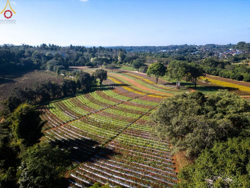 ภาพ No.188288:บรรยากาศ ทุ่งสวรรค์หรรษาพนาวัฒน์ ณ สวนพนาวัฒน์ อ.ฮอด จ.เชียงใหม่ เปิดให้เข้าชมฟรี ระหว่างวันที่ 28 ธันวาคม พ.ศ. 2567 ถึง วันที่ 3 มกราคม พ.ศ. 2568 เวลา 08.00-17.00 น.