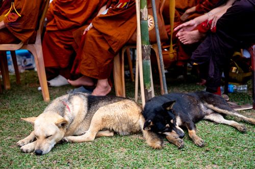 ภาพ No.309929:วันที่ 3-8 กุมภาพันธ์ พ.ศ. 2569 ธรรมยาตราบังกลาเทศ (Rajban Vihar - Khagrachri) ณ ประเทศบังกลาเทศ (Bangladesh)