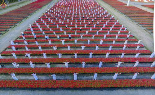 ภาพ No.280951:วันที่ 28 ธันวาคม พ.ศ.2568 กิจกรรมเก็บดอกแพงรวย ณ ทุ่งสวรรค์ตะวันฉาย วัดพระธรรมกาย