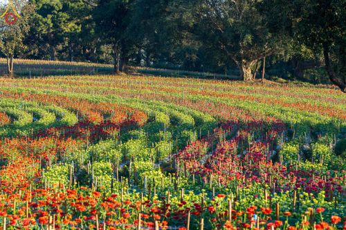 ภาพ No.104312:บรรยากาศ ทุ่งดอกทรัพย์บานชื่น ณ สวนพนาวัฒน์ อ.ฮอด จ.เชียงใหม่ ช่วงระหว่างวันที่ 20 - 25 ธันวาคม พ.ศ. 2566