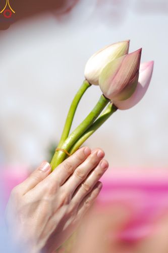 ภาพ No.148268:พิธีปฐมอุปสมบท สมโภชอุโบสถ บูชาธรรม 80 ปี หลวงพ่อธัมมชโย  วันอาทิตย์ที่ 11 สิงหาคม พ.ศ. 2567 วัดพระธรรมกายโทชิหงิ ประเทศญี่ปุ่น