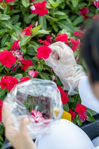 ภาพ No.281016:วันที่ 28 ธันวาคม พ.ศ.2568 กิจกรรมเก็บดอกแพงรวย ณ ทุ่งสวรรค์ตะวันฉาย วัดพระธรรมกาย