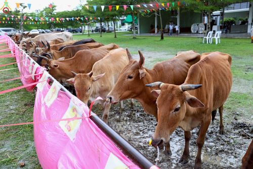 ภาพ No.241555:วันเสาร์ที่ 23 สิงหาคม พ.ศ. 2568 พิธีบุพเปตพลีนานาชาติ ปีที่ 12 ณ ศูนย์ปฏิบัติธรรมภาคใต้ อ.บางกล่ำ จ.สงขลา