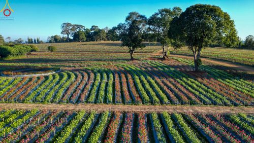 ภาพ No.104308:บรรยากาศ ทุ่งดอกทรัพย์บานชื่น ณ สวนพนาวัฒน์ อ.ฮอด จ.เชียงใหม่ ช่วงระหว่างวันที่ 20 - 25 ธันวาคม พ.ศ. 2566
