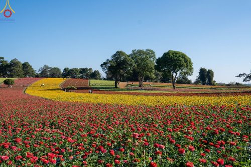 ภาพ No.188292:บรรยากาศ ทุ่งสวรรค์หรรษาพนาวัฒน์ ณ สวนพนาวัฒน์ อ.ฮอด จ.เชียงใหม่ เปิดให้เข้าชมฟรี ระหว่างวันที่ 28 ธันวาคม พ.ศ. 2567 ถึง วันที่ 3 มกราคม พ.ศ. 2568 เวลา 08.00-17.00 น.