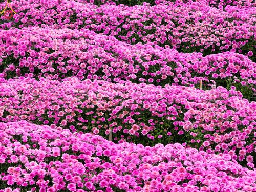 ภาพ No.103991:สาธุชนร่วมรับบุญเก็บดอกเบญจทรัพย์ ในวันอาทิตย์ที่ 24 ธันวาคม พ.ศ. 2566 ณ ทุ่งสวรรค์ตะวันฉาย บริเวณวัดพระธรรมกาย จ.ปทุมธานี