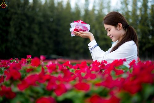 ภาพ No.281055:วันที่ 28 ธันวาคม พ.ศ.2568 กิจกรรมเก็บดอกแพงรวย ณ ทุ่งสวรรค์ตะวันฉาย วัดพระธรรมกาย