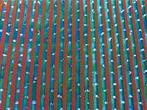 ภาพ No.280978:วันที่ 28 ธันวาคม พ.ศ.2568 กิจกรรมเก็บดอกแพงรวย ณ ทุ่งสวรรค์ตะวันฉาย วัดพระธรรมกาย