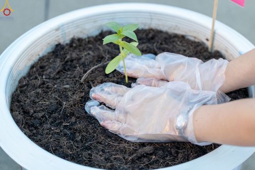 ภาพ No.90222:พิธีปลูกทรัพย์บานชื่น  เนื่องใน 139 ปี วันคล้ายวันเกิดด้วยรูปกายเนื้อ พระมงคลเทพมุนี (สด จนฺทสโร) พระผู้ปราบมาร วันอังคารที่ 10 ตุลาคม พ.ศ. 2566 ณ วัดพระธรรมกาย จ.ปทุมธานี