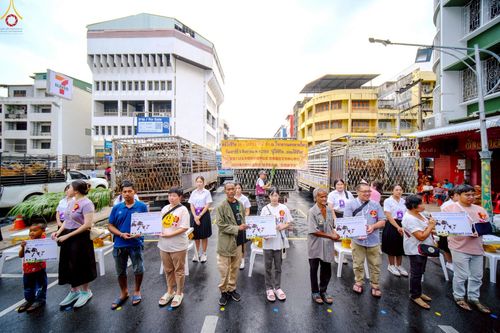 ภาพ No.238191:วันเสาร์ที่ 9 สิงหาคม พ.ศ. 2568 พิธีไถ่ชีวิตโค-โคท้อง 162 ตัว ณ ใจกลางนครหาดใหญ่ จ.สงขลา