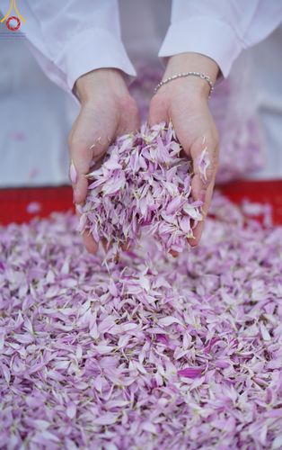 ภาพ No.120037:พิธีต้อนรับพระธรรมยาตรา ในโครงการธรรมยาตรา กตัญญูบูชา มหาปูชนียาจารย์ พระมงคลเทพมุนี(สด จนฺทสโร) พระผู้ปราบมาร อนุสรณ์สถาน 7 แห่ง ปีที่ 12 วันที่ 28 มกราคม พ.ศ. 2567 ณ วัดพระธรรมกาย จ.ปทุมธานี