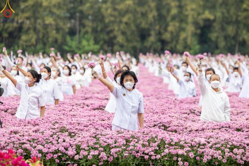 ภาพ No.104038:สาธุชนร่วมรับบุญเก็บดอกเบญจทรัพย์ ในวันอาทิตย์ที่ 24 ธันวาคม พ.ศ. 2566 ณ ทุ่งสวรรค์ตะวันฉาย บริเวณวัดพระธรรมกาย จ.ปทุมธานี