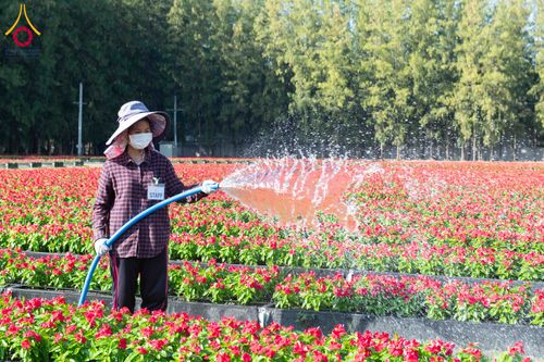 ภาพ No.279399:วันที่ 19-26 ธันวาคม พ.ศ. 2568 และ วันที่ 1 มกราคม พ.ศ.2569 รับบุญปลิดกลีบดอกไม้ เพื่อโปรยต้อนรับพระธรรมยาตรา