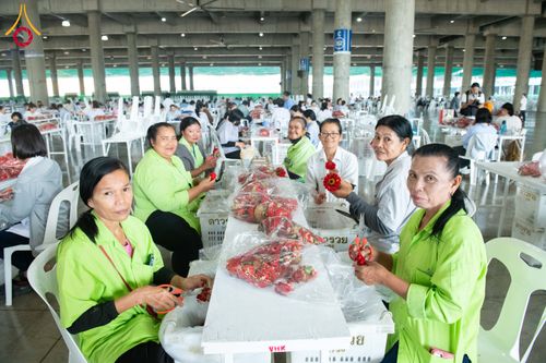 ภาพ No.279440:วันที่ 19-26 ธันวาคม พ.ศ. 2568 และ วันที่ 1 มกราคม พ.ศ.2569 รับบุญปลิดกลีบดอกไม้ เพื่อโปรยต้อนรับพระธรรมยาตรา