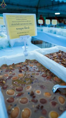 ภาพ No.69927:พิธีถวายภัตตาหารเป็นสังฆทาน แด่คณะพระธรรมยาตราฯ ในโครงการธรรมยาตราฯ ปีที่ 11 ณ อนุสรณ์สถานมหาวิหารพระมงคลเทพมุนี อ.สองพี่น้อง จ.สุพรรณบุรี วันที่ 9 มกราคม พ.ศ. 2566