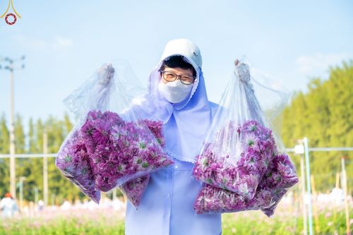 ภาพ No.66655:สาธุชนรับบุญตัดดอกทรัพย์บานชื่น ระหว่างวันที่ 9-10 ธันวาคม พ.ศ. 2565 ณ วัดพระธรรมกาย