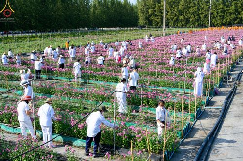 สาธุชนรับบุญตัดดอกทรัพย์บานชื่น ระหว่างวันที่ 9-10 ธันวาคม พ.ศ. 2565 ณ วัดพระธรรมกาย