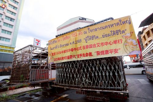 ภาพ No.238221:วันเสาร์ที่ 9 สิงหาคม พ.ศ. 2568 พิธีไถ่ชีวิตโค-โคท้อง 162 ตัว ณ ใจกลางนครหาดใหญ่ จ.สงขลา