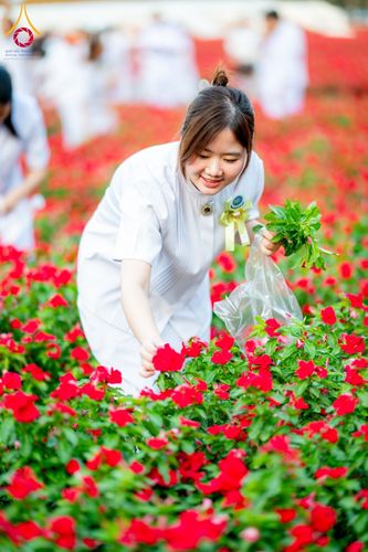 ภาพ No.185518:กิจกรรมเก็บดอกแพงรวย วันอาทิตย์ที่ 22 ธันวาคม พ.ศ. 2567 ณ ทุ่งสวรรค์ ตะวันฉาย วัดพระธรรมกาย