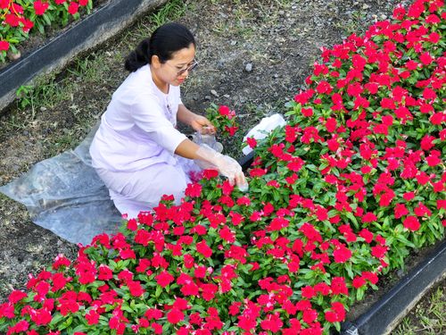 ภาพ No.280979:วันที่ 28 ธันวาคม พ.ศ.2568 กิจกรรมเก็บดอกแพงรวย ณ ทุ่งสวรรค์ตะวันฉาย วัดพระธรรมกาย