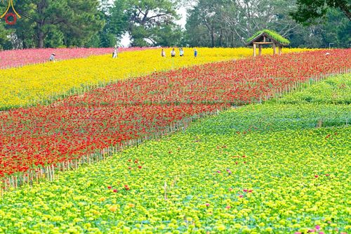 ภาพ No.188328:บรรยากาศ ทุ่งสวรรค์หรรษาพนาวัฒน์ ณ สวนพนาวัฒน์ อ.ฮอด จ.เชียงใหม่ เปิดให้เข้าชมฟรี ระหว่างวันที่ 28 ธันวาคม พ.ศ. 2567 ถึง วันที่ 3 มกราคม พ.ศ. 2568 เวลา 08.00-17.00 น.