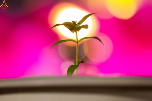 ภาพ No.90213:พิธีปลูกทรัพย์บานชื่น  เนื่องใน 139 ปี วันคล้ายวันเกิดด้วยรูปกายเนื้อ พระมงคลเทพมุนี (สด จนฺทสโร) พระผู้ปราบมาร วันอังคารที่ 10 ตุลาคม พ.ศ. 2566 ณ วัดพระธรรมกาย จ.ปทุมธานี