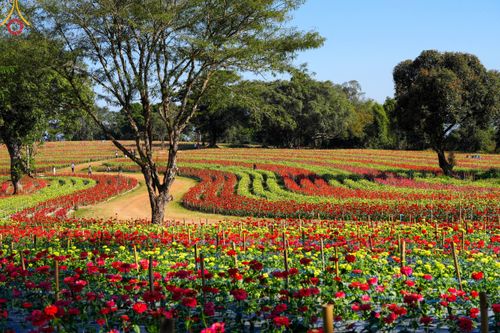 ภาพ No.104315:บรรยากาศ ทุ่งดอกทรัพย์บานชื่น ณ สวนพนาวัฒน์ อ.ฮอด จ.เชียงใหม่ ช่วงระหว่างวันที่ 20 - 25 ธันวาคม พ.ศ. 2566