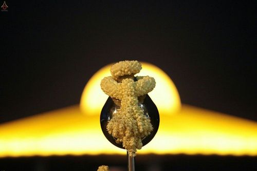 ภาพ No.18874:พิธีสวดมนต์บทธัมมจักกัปปวัตนสูตร พิธีบูชามหาธรรมกายเจดีย์ และพิธีเวียนประทักษิณรอบมหาธรรมกายเจดีย์ ในวันพระ