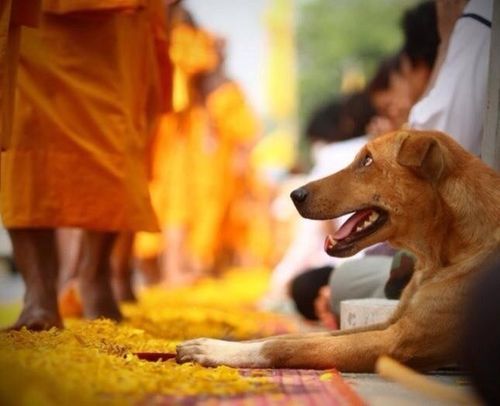 ภาพ No.6591:ประมวลภาพธุดงค์ธรรมชัย ปีที่ 2 วันที่ 11 มกราคม พ.ศ.2556