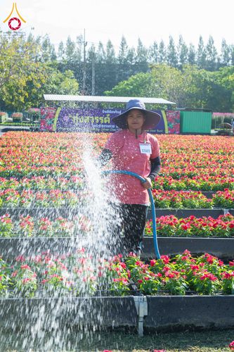 ภาพ No.279397:วันที่ 19-26 ธันวาคม พ.ศ. 2568 และ วันที่ 1 มกราคม พ.ศ.2569 รับบุญปลิดกลีบดอกไม้ เพื่อโปรยต้อนรับพระธรรมยาตรา