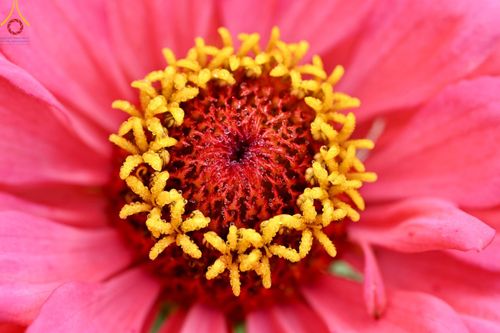 ภาพ No.188305:บรรยากาศ ทุ่งสวรรค์หรรษาพนาวัฒน์ ณ สวนพนาวัฒน์ อ.ฮอด จ.เชียงใหม่ เปิดให้เข้าชมฟรี ระหว่างวันที่ 28 ธันวาคม พ.ศ. 2567 ถึง วันที่ 3 มกราคม พ.ศ. 2568 เวลา 08.00-17.00 น.