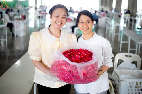 ภาพ No.187264:สาธุชน เจ้าหน้าที่ ร่วมบุญปลิดกลีบดอกไม้ เพื่อโปรยต้อนรับพระธรรมยาตรา ตั้งแต่วันที่ 26 ธันวาคม พ.ศ. 2567 ณ วิหารคด 31 วัดพระธรรมกาย