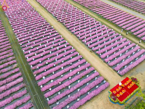 ภาพ No.104004:สาธุชนร่วมรับบุญเก็บดอกเบญจทรัพย์ ในวันอาทิตย์ที่ 24 ธันวาคม พ.ศ. 2566 ณ ทุ่งสวรรค์ตะวันฉาย บริเวณวัดพระธรรมกาย จ.ปทุมธานี