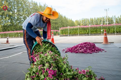 ภาพ No.285347:วันพุธที่ 10 ธันวาคม พ.ศ.2568  การเตรียมความพร้อมในโครงการธรรมยาตรา กตัญญูบูชา มหาปูชนียาจารย์ พระมงคลเทพมุนี(สด จนฺทสโร) พระผู้ปราบมาร อนุสรณ์สถาน 7 แห่ง ปีที่ 14 เก็บดอกเบญจทรัพย์ ณ วัดพระธรรมกาย