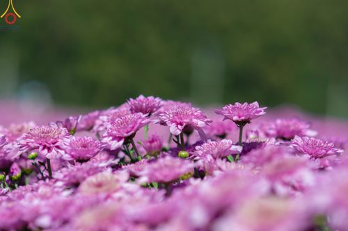 ภาพ No.103984:สาธุชนร่วมรับบุญเก็บดอกเบญจทรัพย์ ในวันอาทิตย์ที่ 24 ธันวาคม พ.ศ. 2566 ณ ทุ่งสวรรค์ตะวันฉาย บริเวณวัดพระธรรมกาย จ.ปทุมธานี